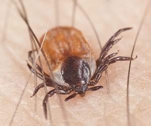 L'Ipsec s'engage contre la maladie de Lyme